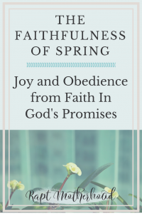 Spring is a great reminder and picture of God's faithfulness - How can you find joy and be more obedient to God's word? Remember His faithfulness to past promises and hope in future promises | God's Promises #faith #Godspromises #raptmotherhood